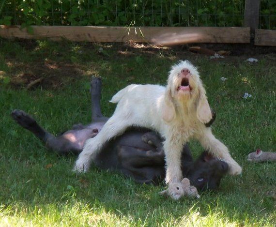 A white dog laying on top of a black dog in the grass