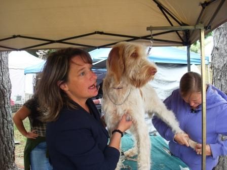 A woman is grooming a dog under a tent
