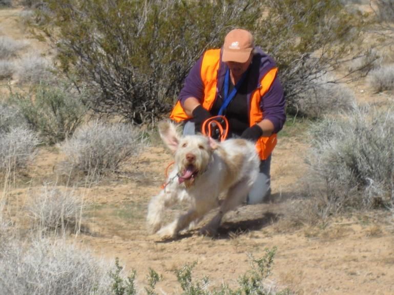 A man is running with a dog in the desert.