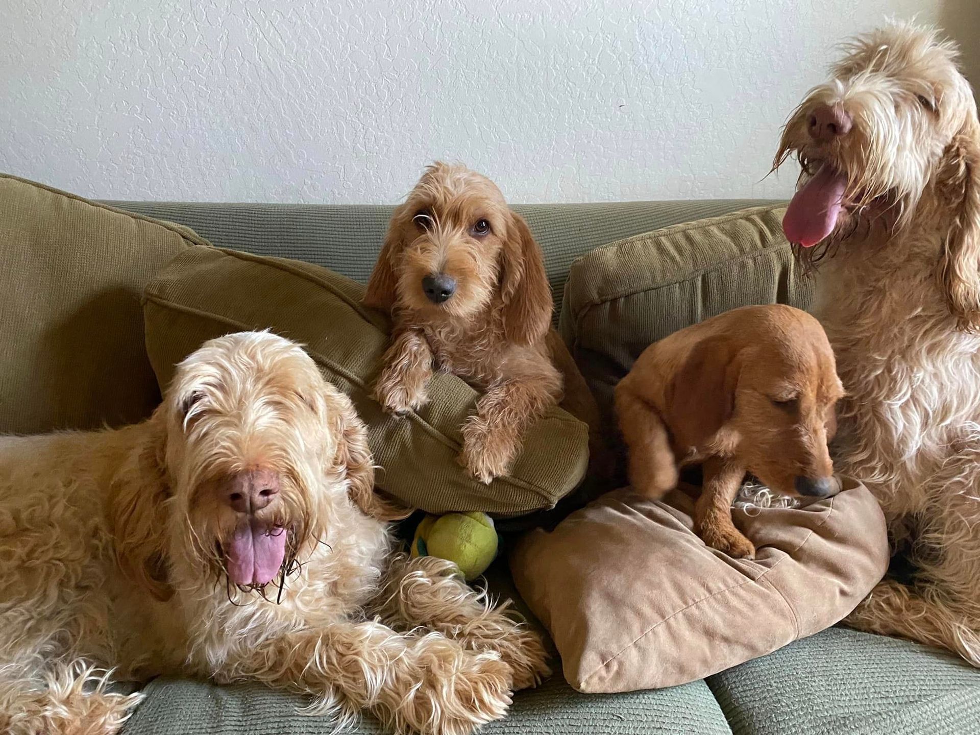 Four dogs are laying on a couch with their tongues out.
