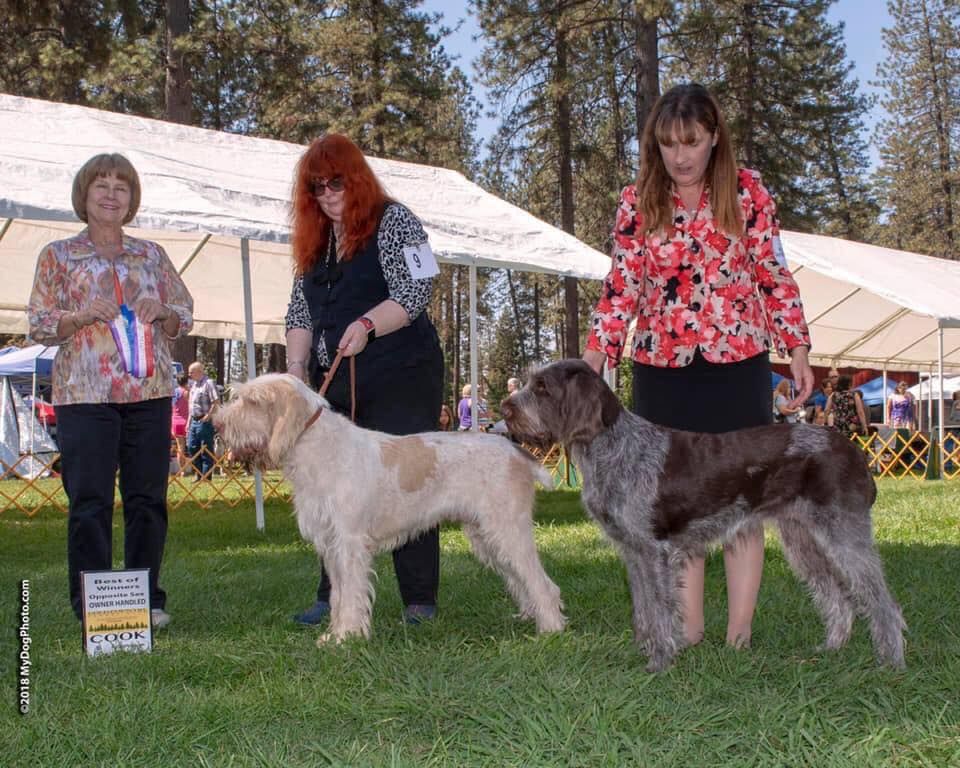 Three women are standing next to two dogs at a dog show.