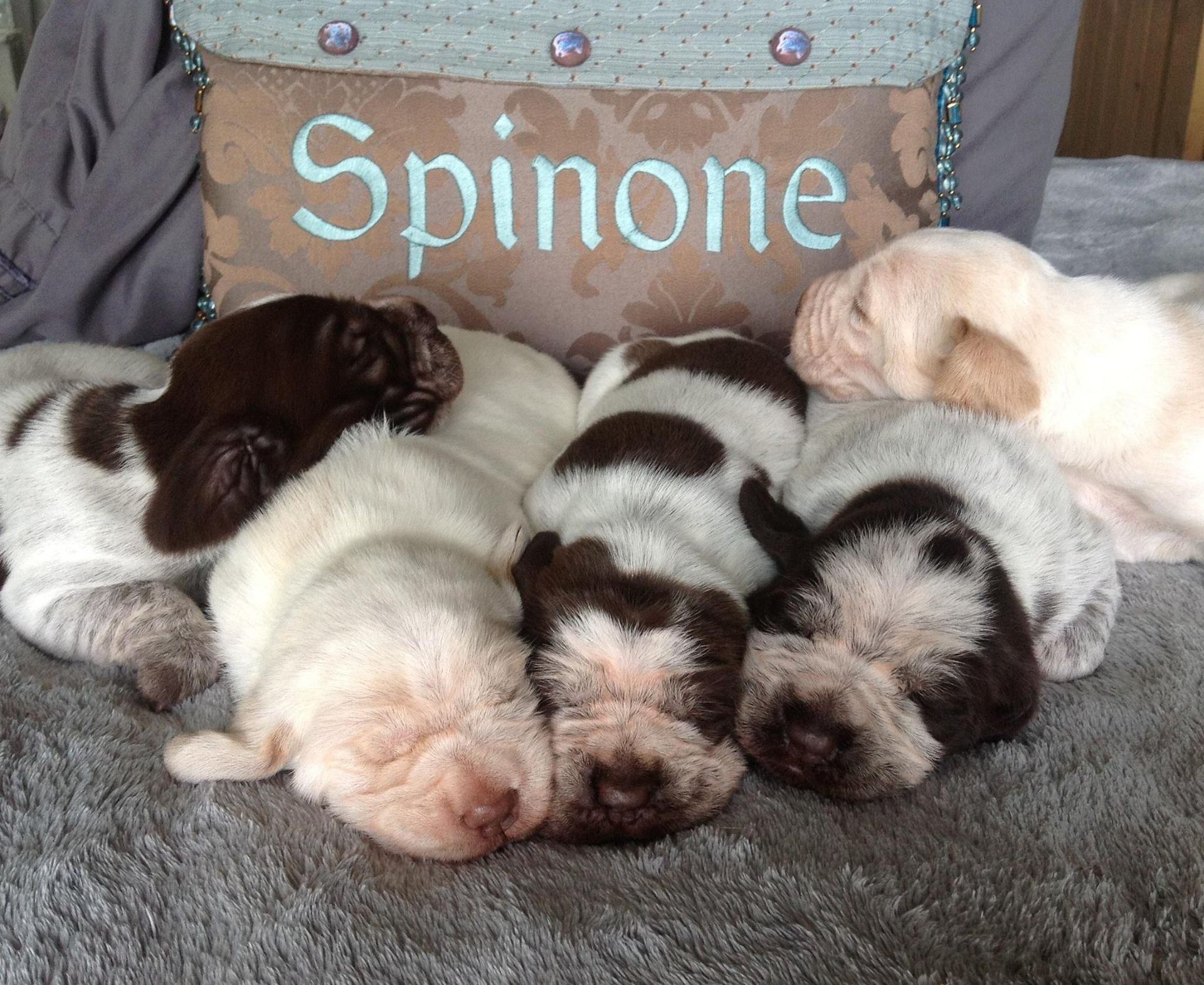 A group of white puppies are sitting next to each other