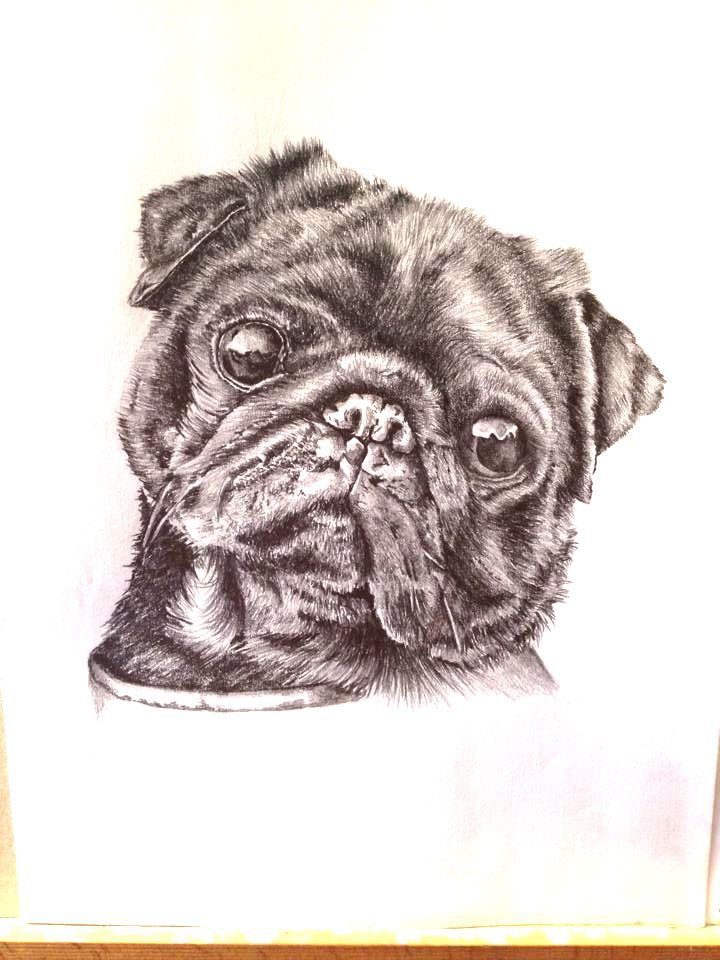 Pug 2