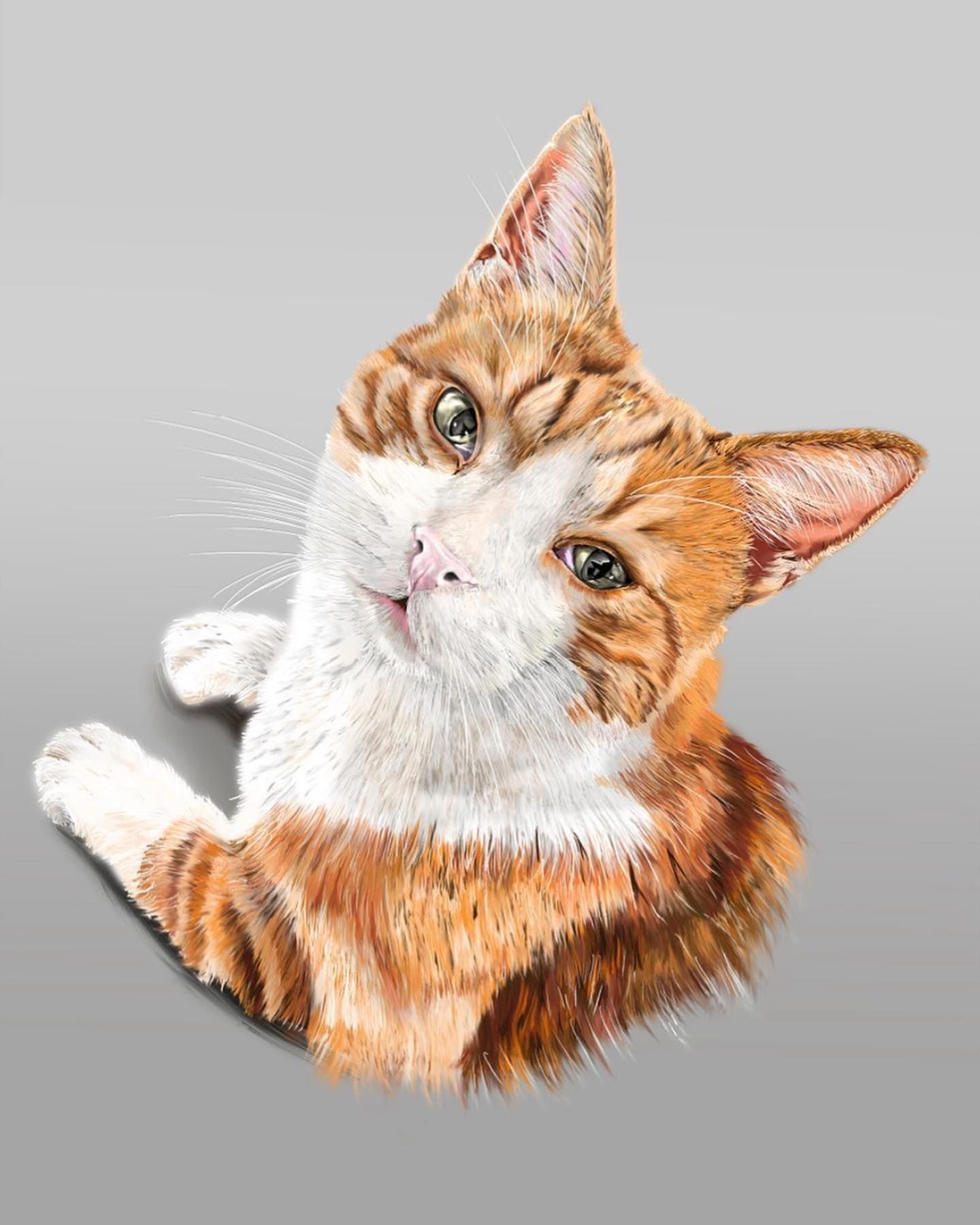 Marvin cat