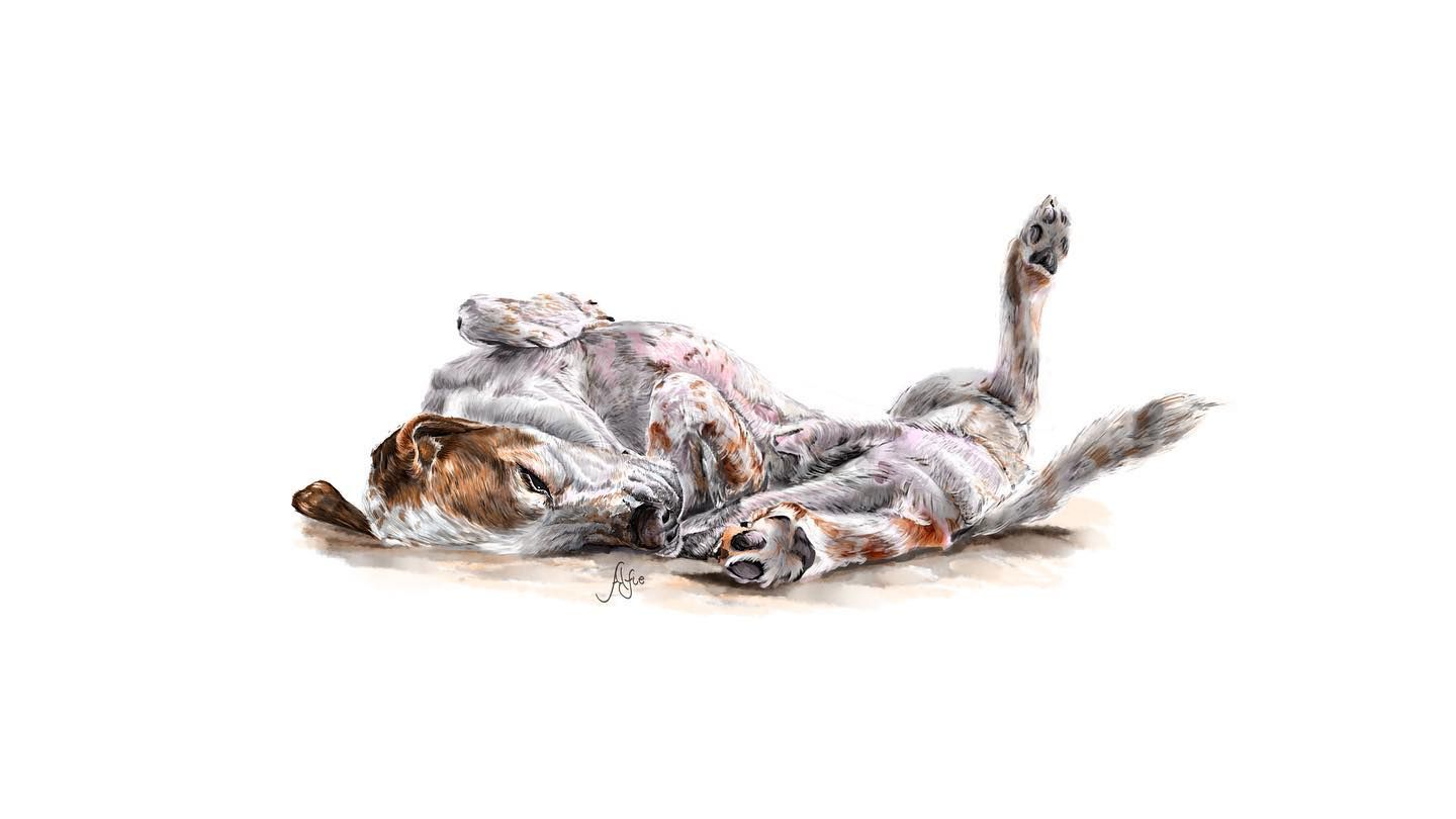 Alfie dog laying down