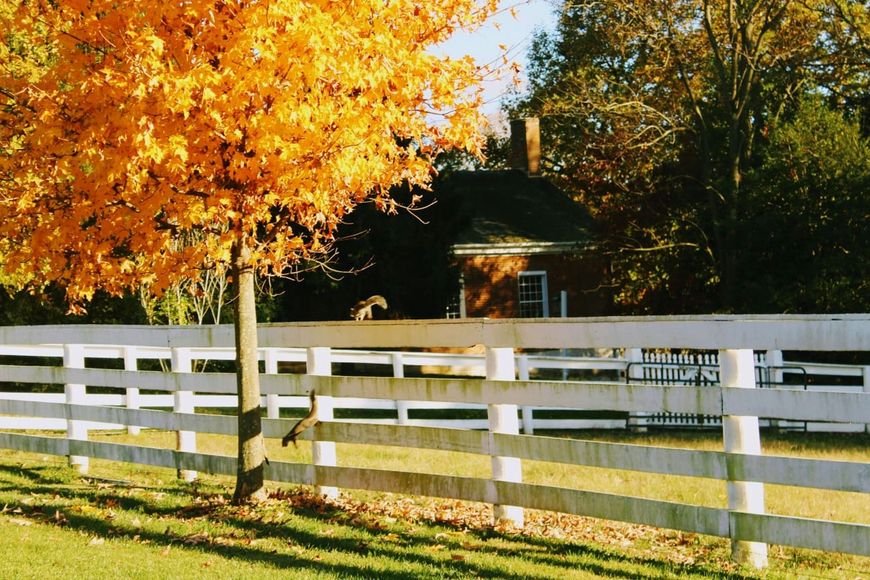 White fence beside an orange autumn tree with a house in the background