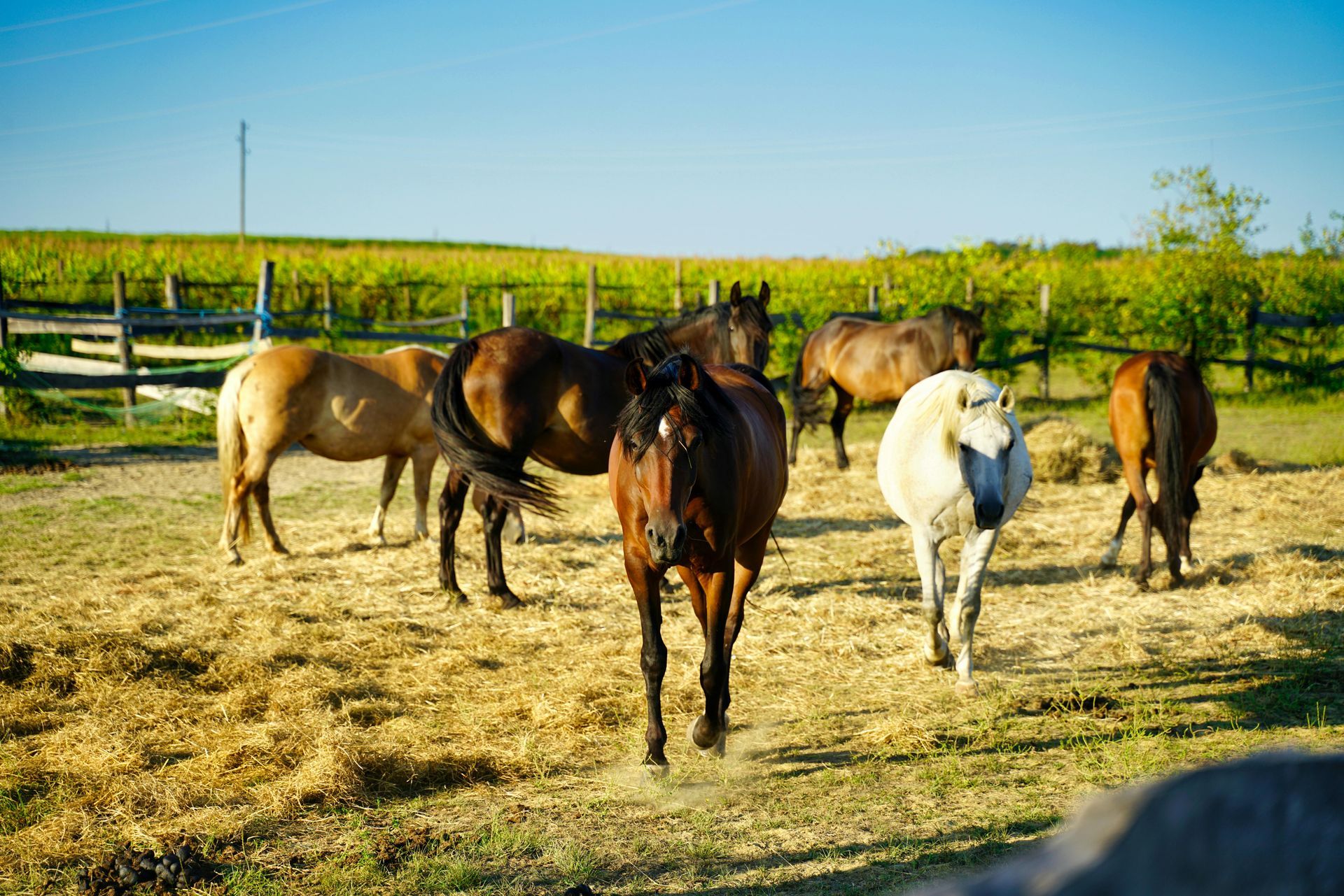 Several horses standing and grazing in a sunny field near a fence and vineyard