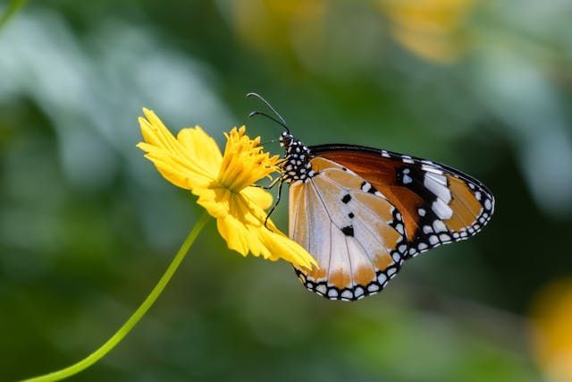 cremation services Taneytown, MD