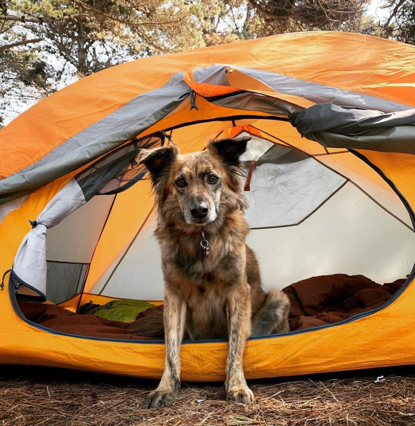 ocean cove camping