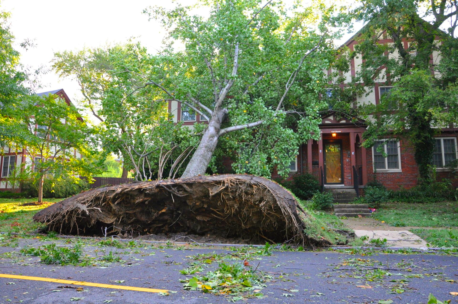 Best Tree Removal Company in Harrisonburg and Rockingham Virginia