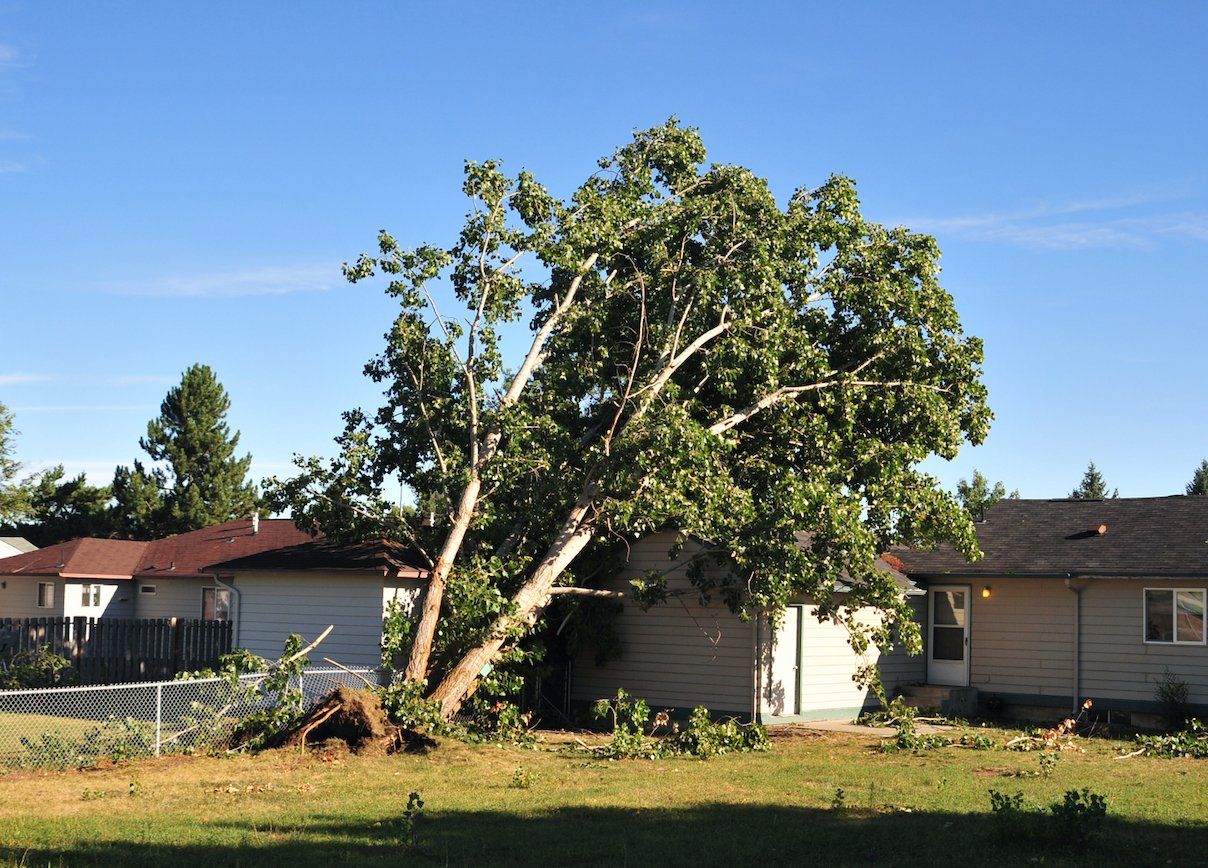 A large tree is to be removed from leaning against the residential house in Harrisonburg.
