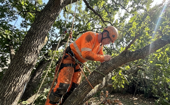 A professional arborist from Top Tree Service Harrisonburg safely climbing a large oak tree using ropes and safety gear.