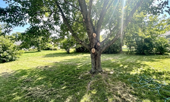 A beautiful, healthy shade tree in a green backyard that has been professionally trimmed and pruned by local tree experts.