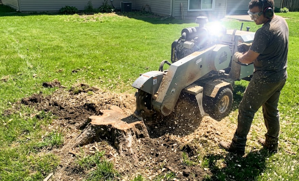 Top Tree Service Harrisonburg worker safely using a stump grinding machine to remove an old tree stump from a green lawn.