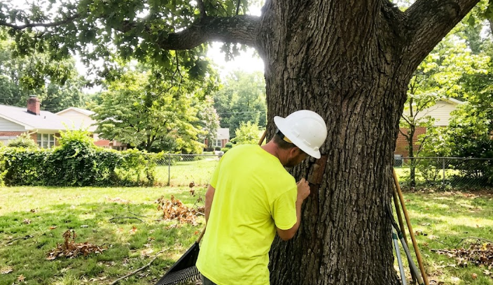 A professional tree pest care specialist inspecting a large tree in a Harrisonburg VA backyard.