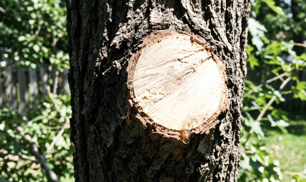 A close-up view of a clean, professional tree pruning cut done by an expert arborist.