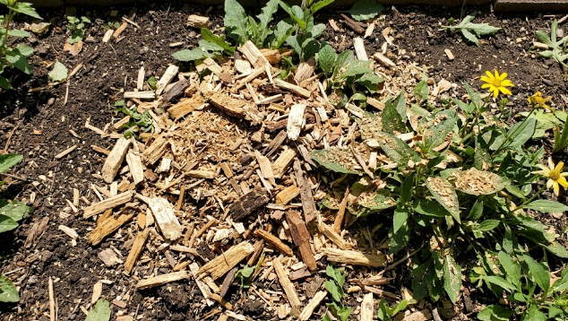 Leftover fresh wood chips from stump grinding being reused as healthy mulch in a bright summer garden bed.