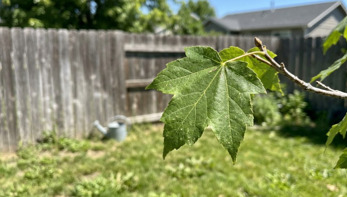 Healthy, bright green tree leaves free from common tree pests and diseases.