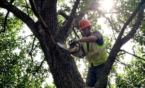 A professional tree service worker wearing safety gear while pruning a large oak tree in Harrisonburg VA.