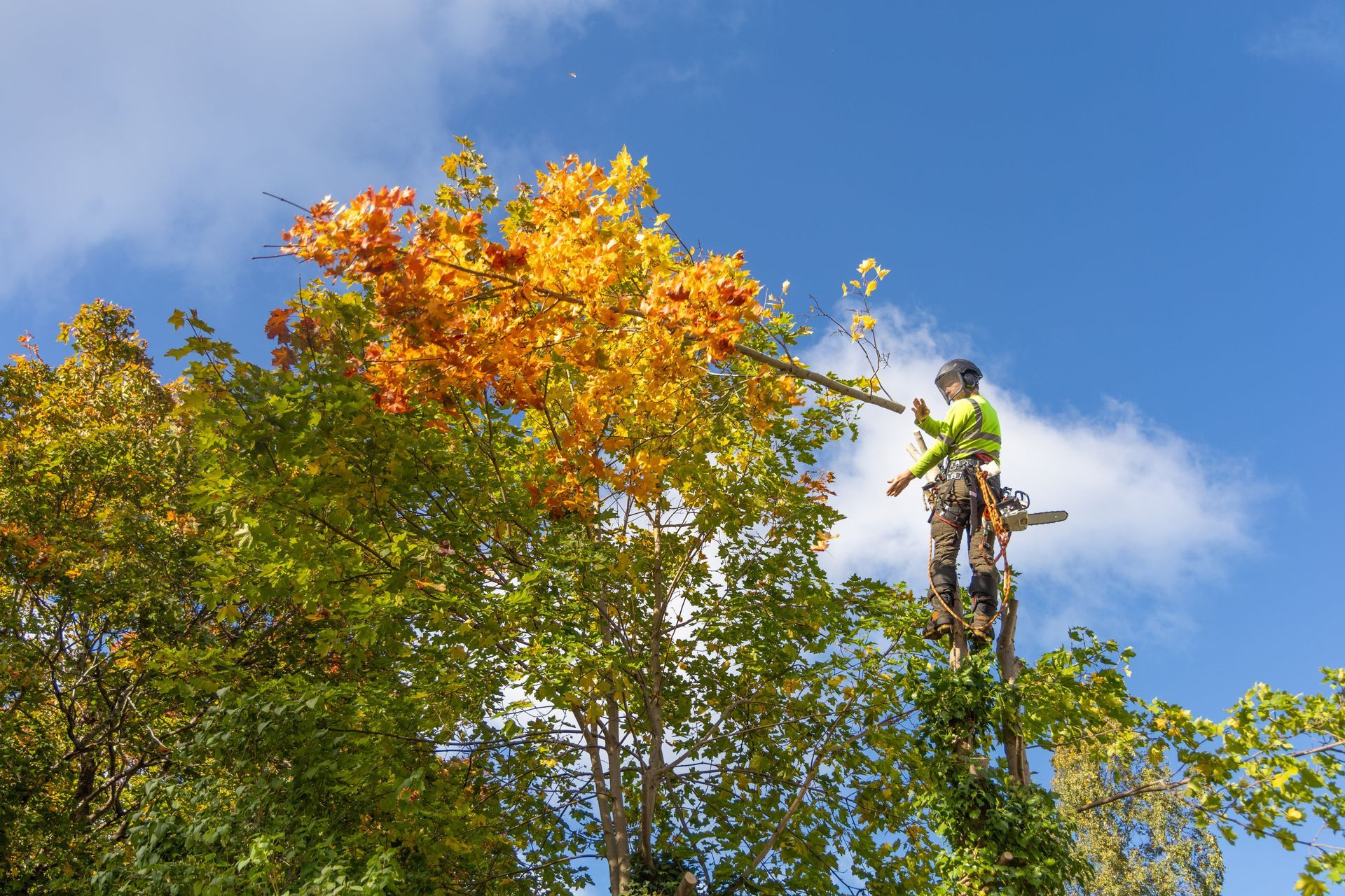 An arborist in safety gear climbing a tree with yellow autumn leaves, preparing to prune it.
