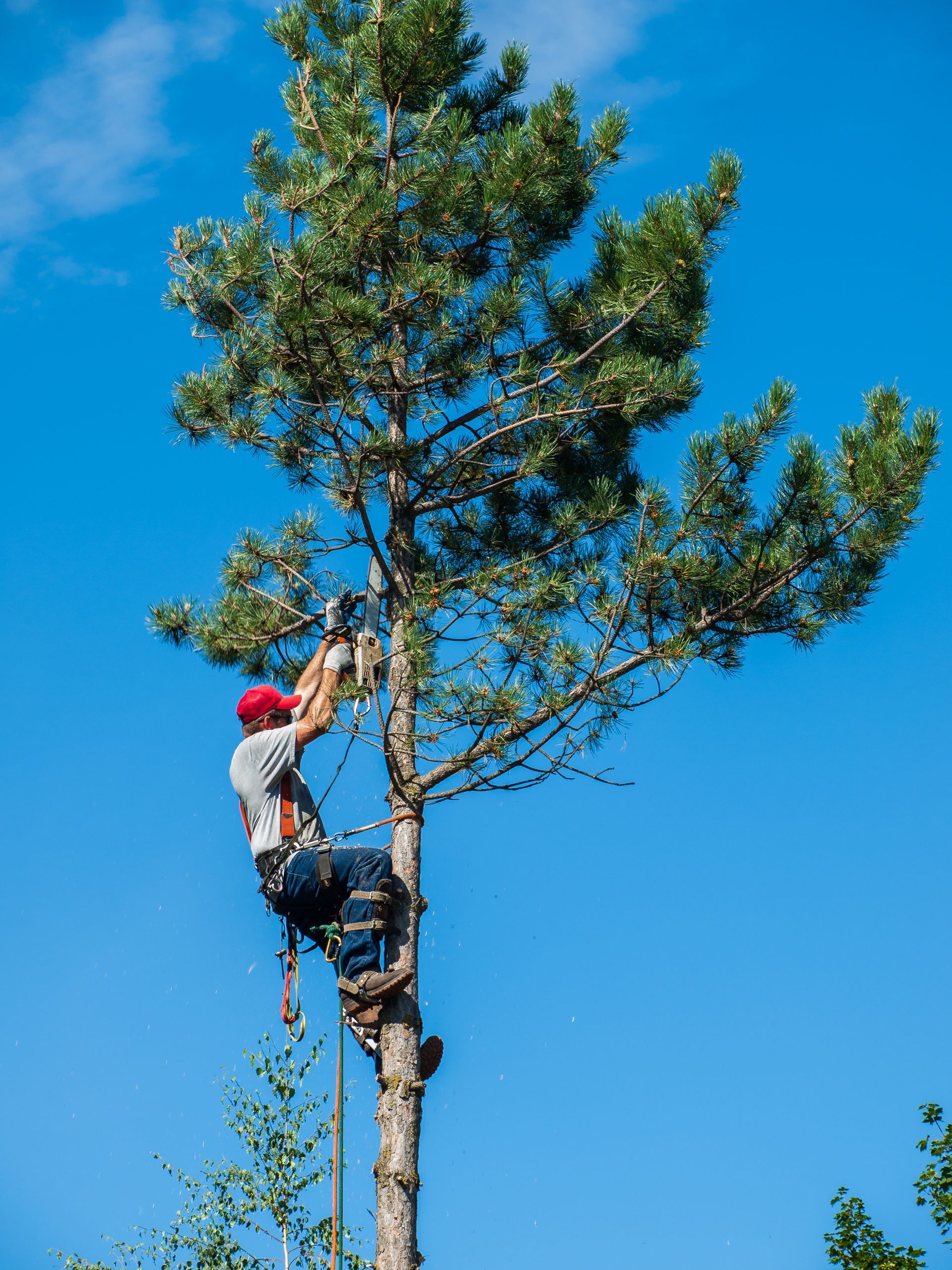 An arborist in a harness & red helmet climbs a tall pine, pruning upper branches against a blue sky. An arborist in a harness & red helmet climbs a tall pine, pruning upper branches against a blue sky.