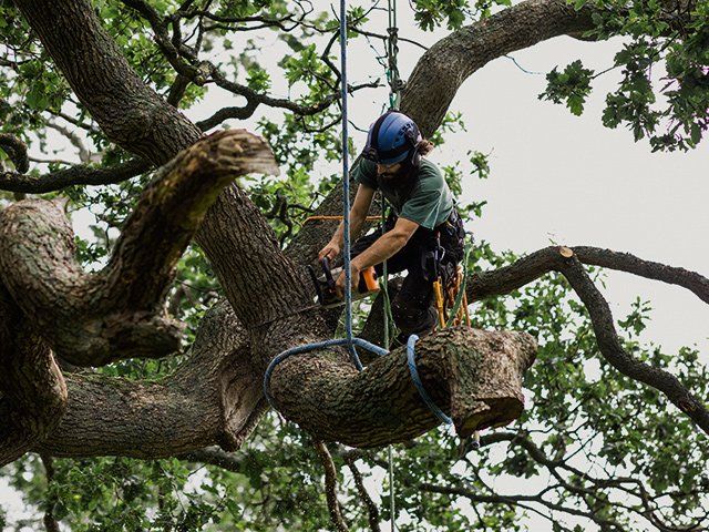 Certified Arborist — Anchorage, AK — Carlos Tree Service Inc