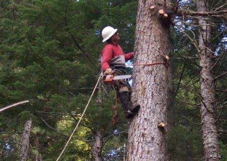 Tree Service Contractor — Anchorage, AK — Carlos Tree Service Inc