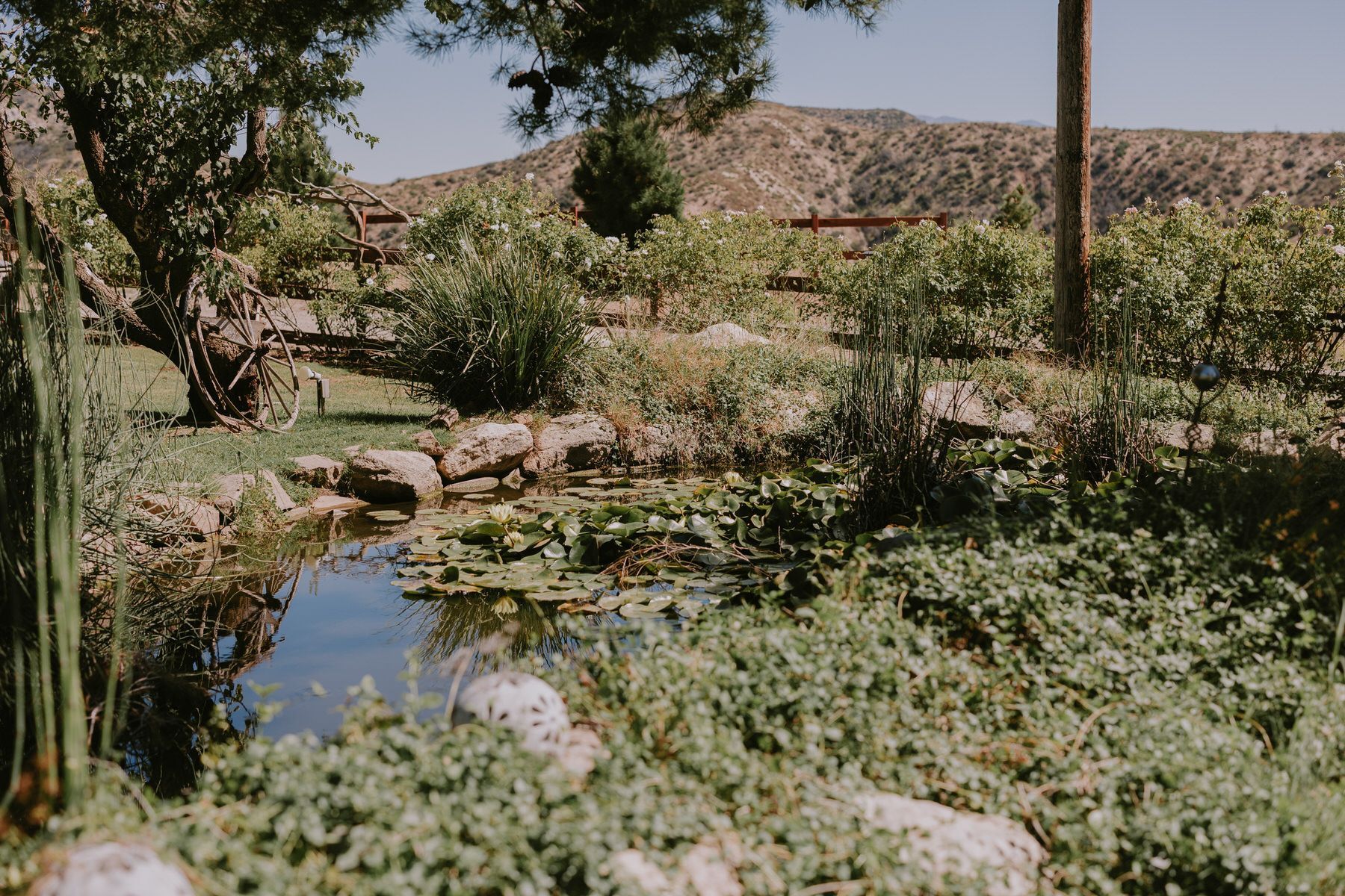 Crista Ekstrand Photo A small pond surrounded by trees and shrubs in a garden.