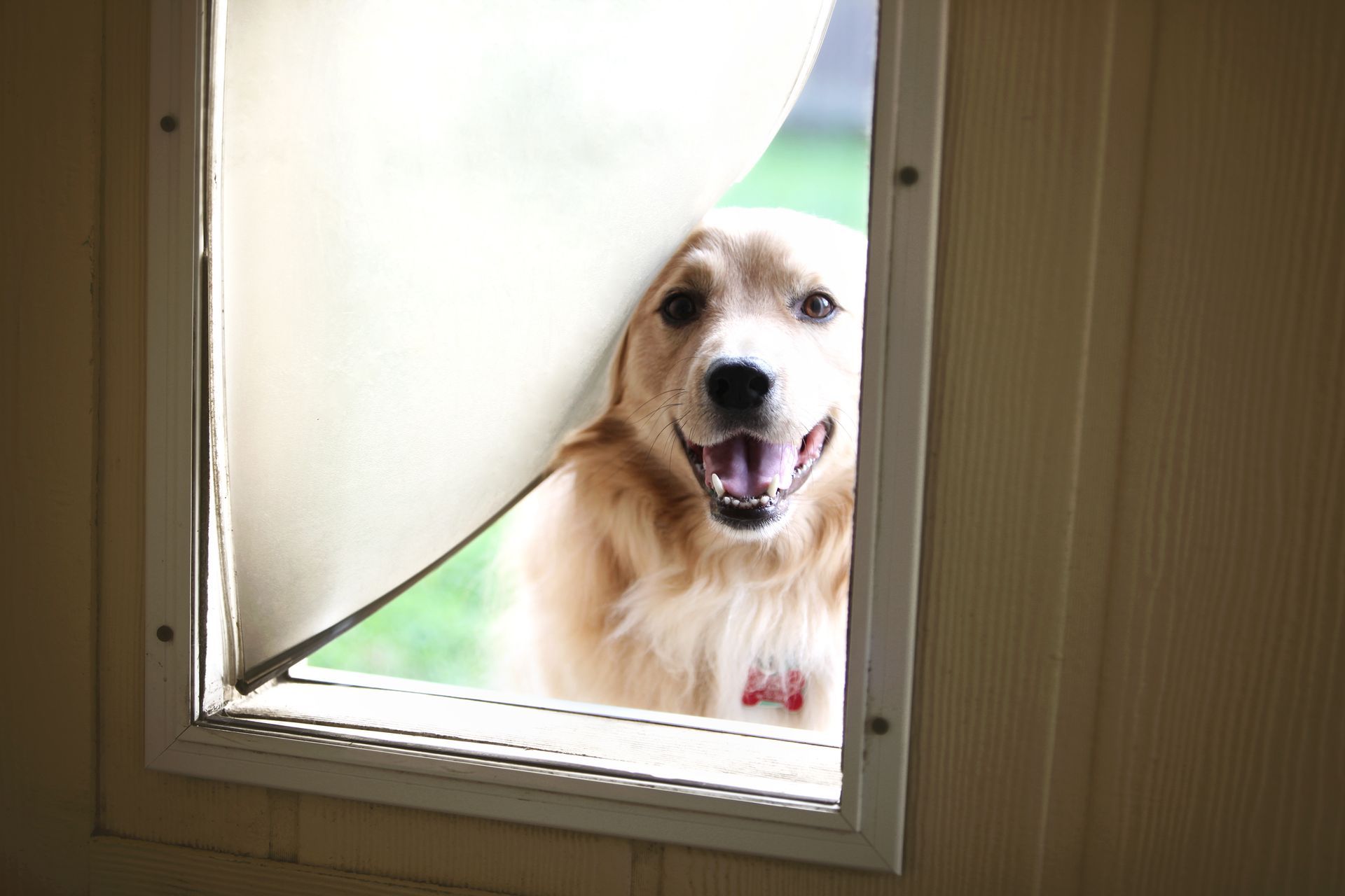 Pet Door - Spring Hill, FL - The Screen King of Tampa, Inc