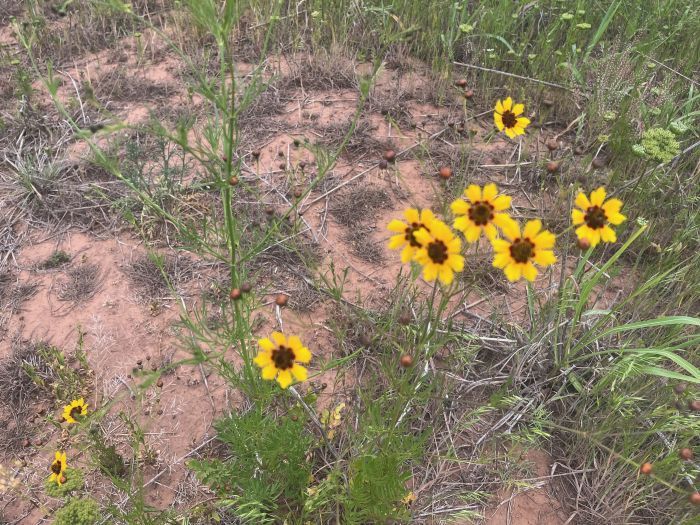 Yellow and brown wildflowers in a field of dry earth and green grass.
