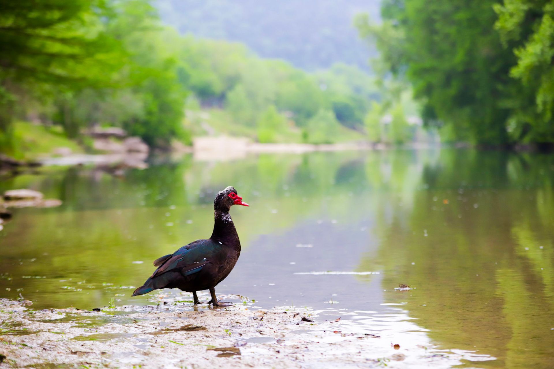 Black duck with red facial markings stands on muddy bank, looking out at a green river.