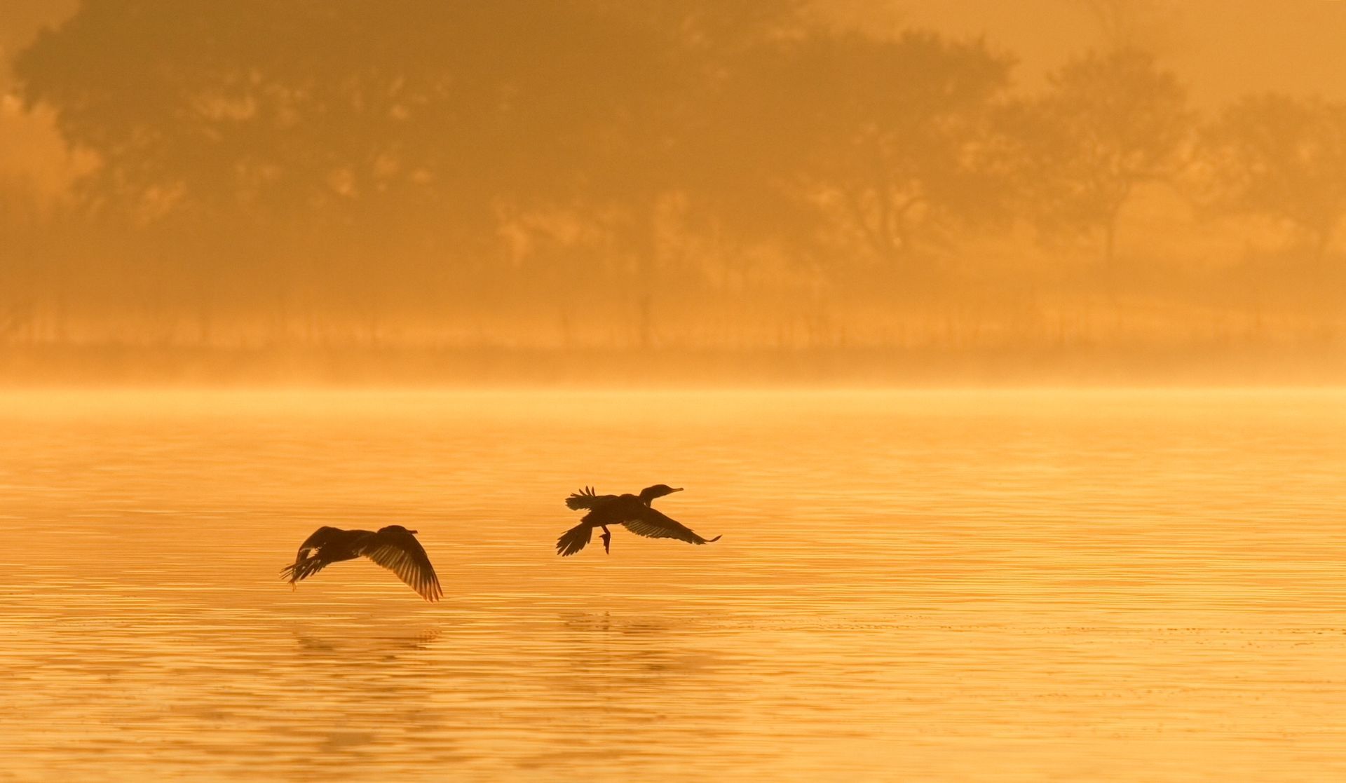 Two birds flying low over a misty golden lake at sunrise.
