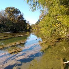A clear, shallow river flows between trees on a sunny day.