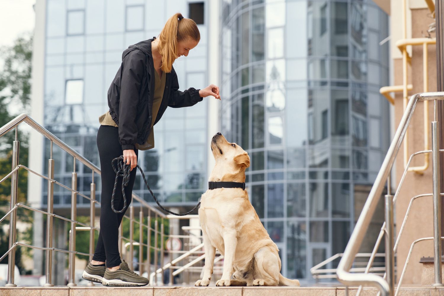 Person training a dog outdoors on a city sidewalk in front of modern buildings