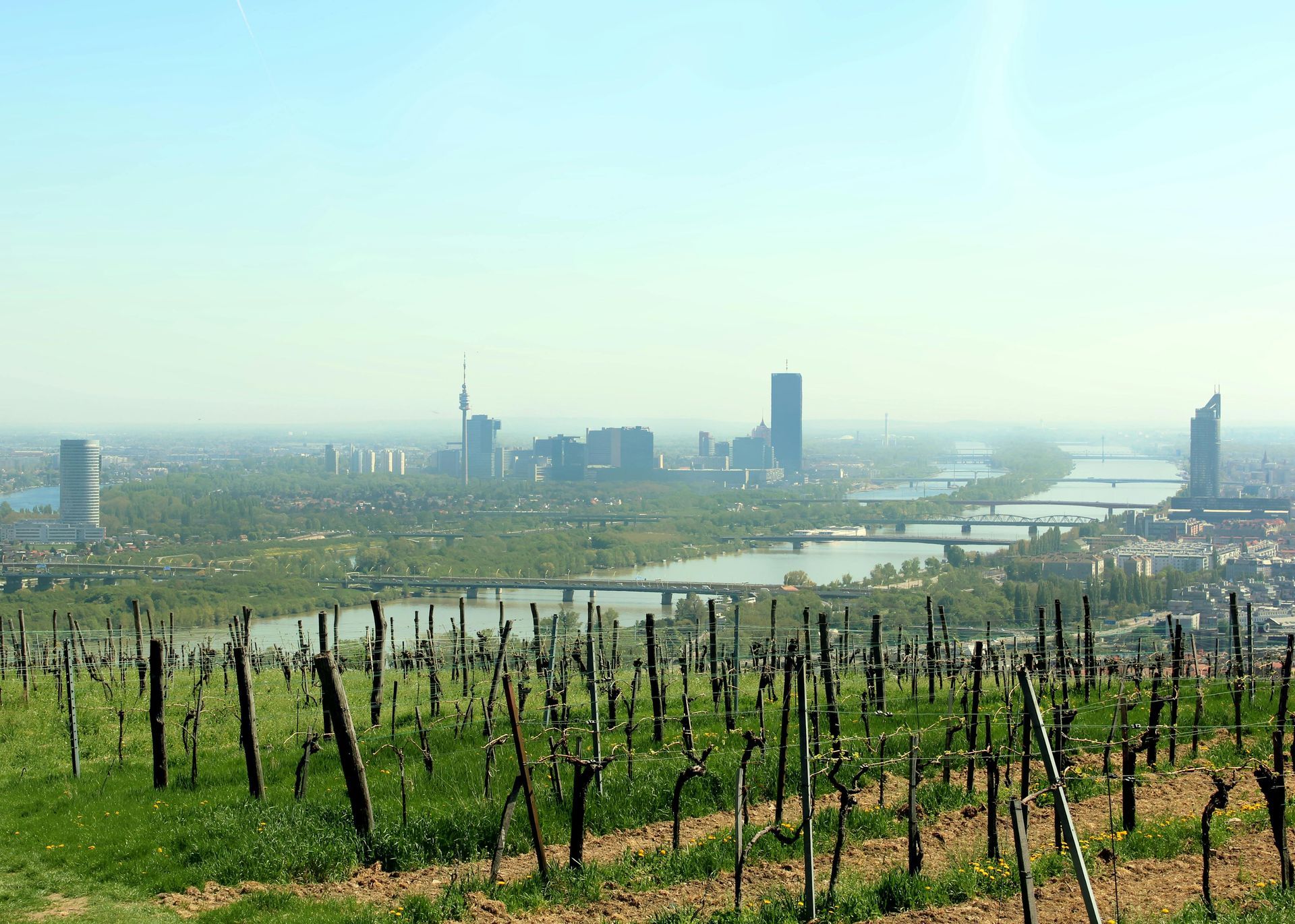 Vineyard overlooking a hazy city skyline and river under a clear sky