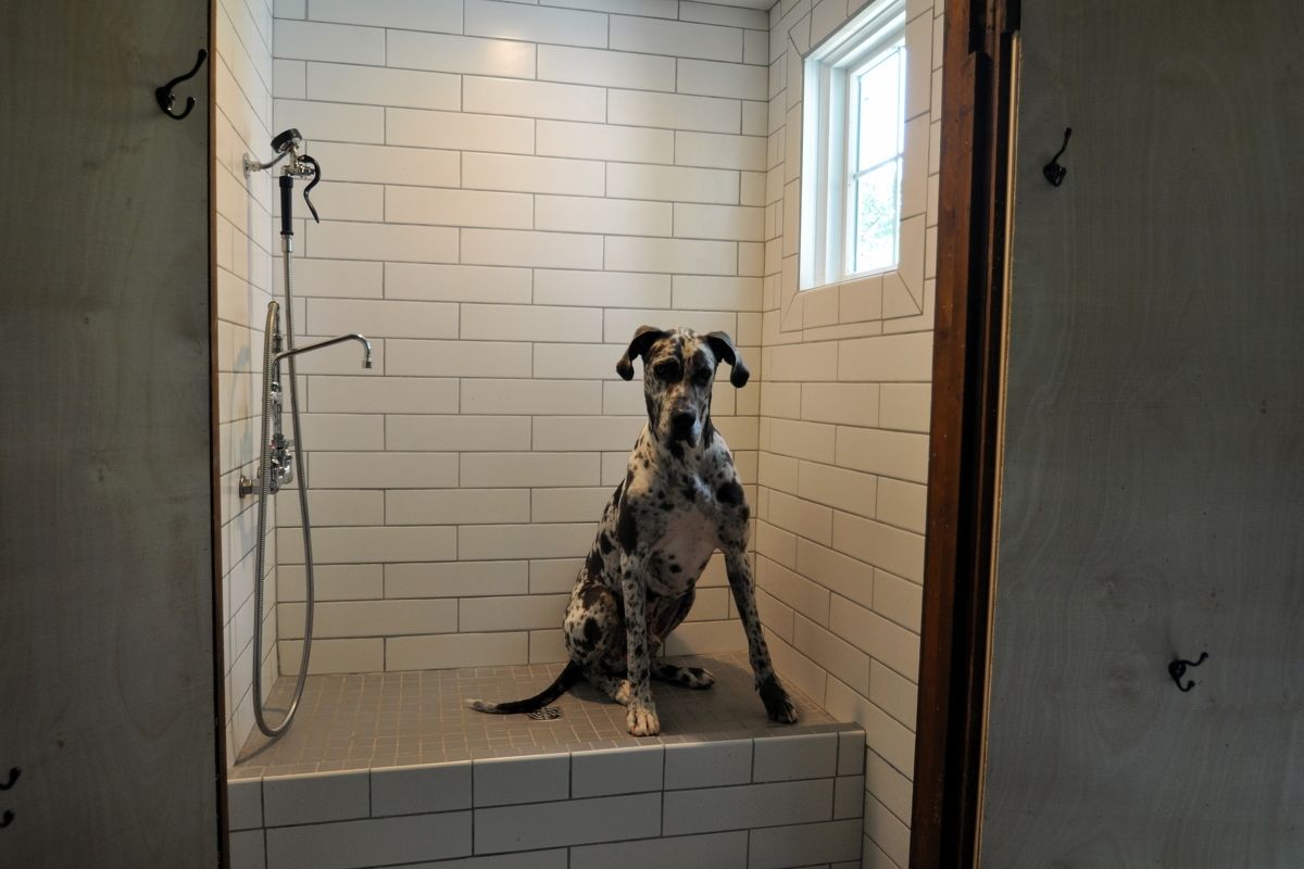 Dog sitting in a tiled shower stall by a small window and showerhead.