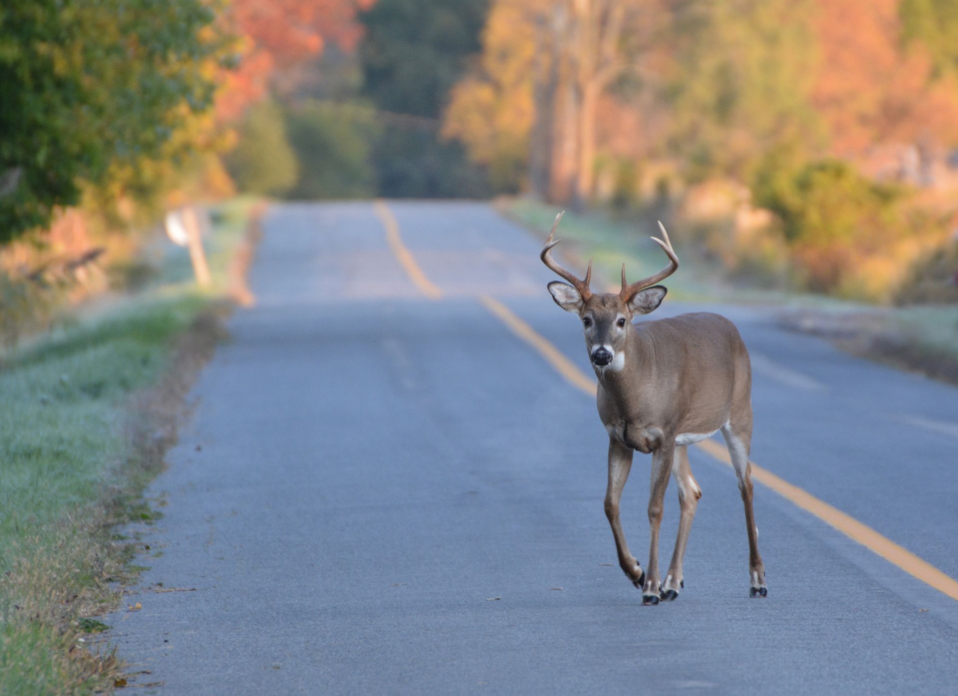 Hit a Deer in Wisconsin? 7 Hidden Problems to Check Even If the Car Still Drives Fine | Grahams Auto