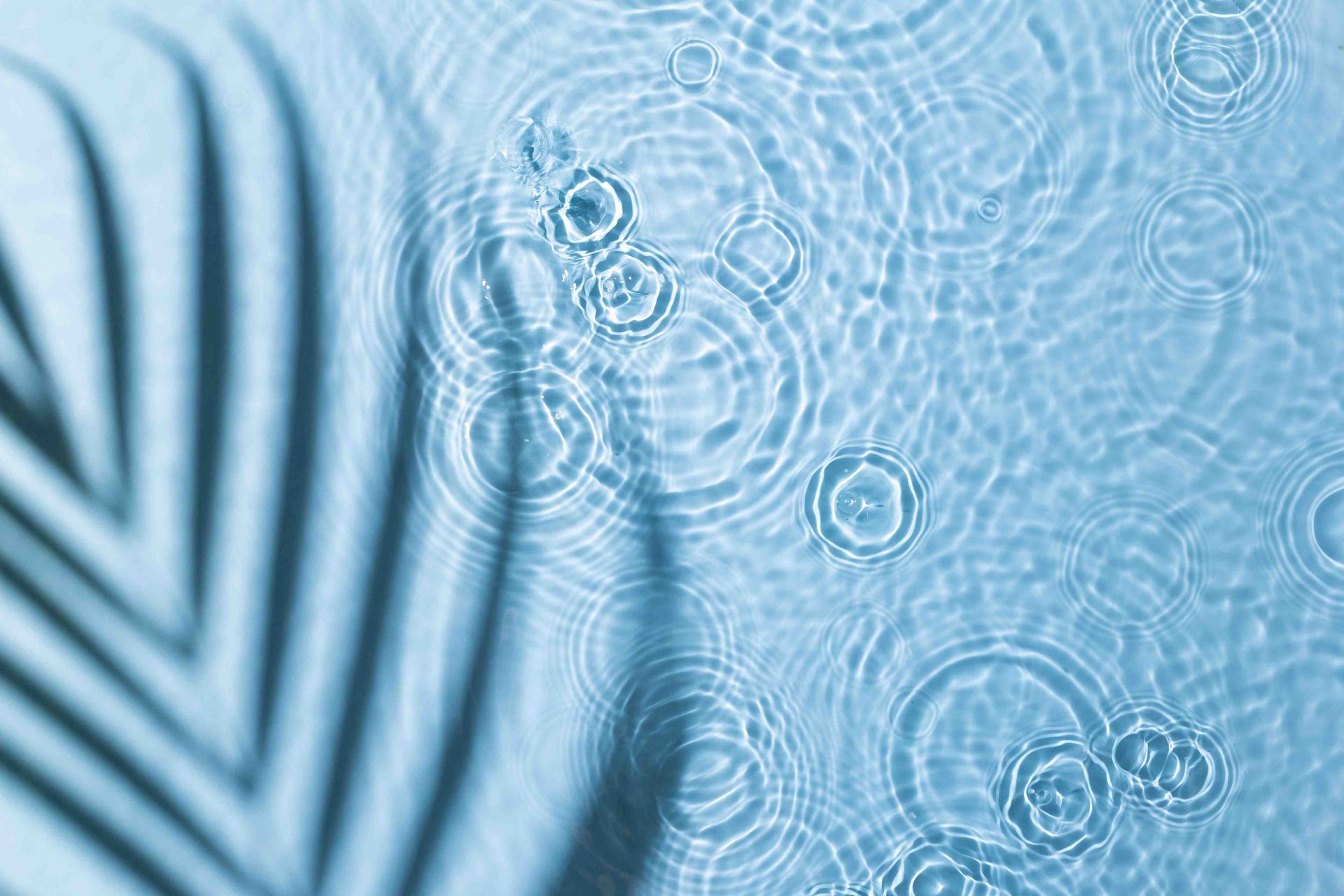 A picture of pool water with a reflection of a fern