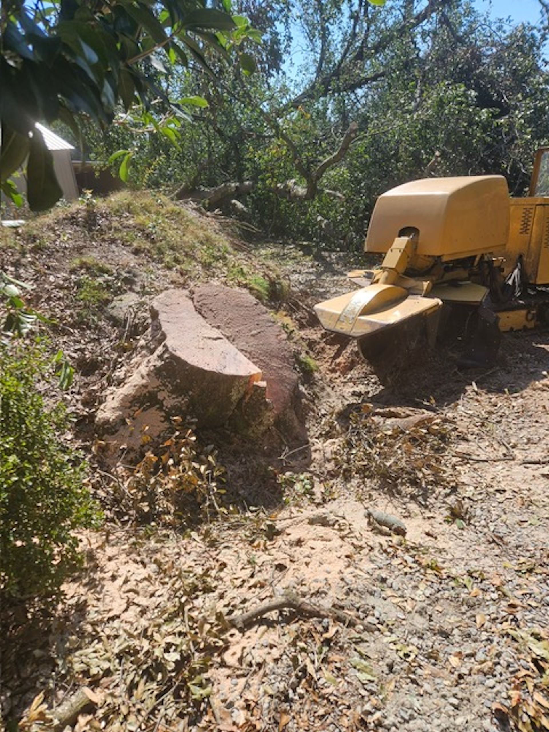 A yellow stump grinder is cutting a tree stump in the dirt.