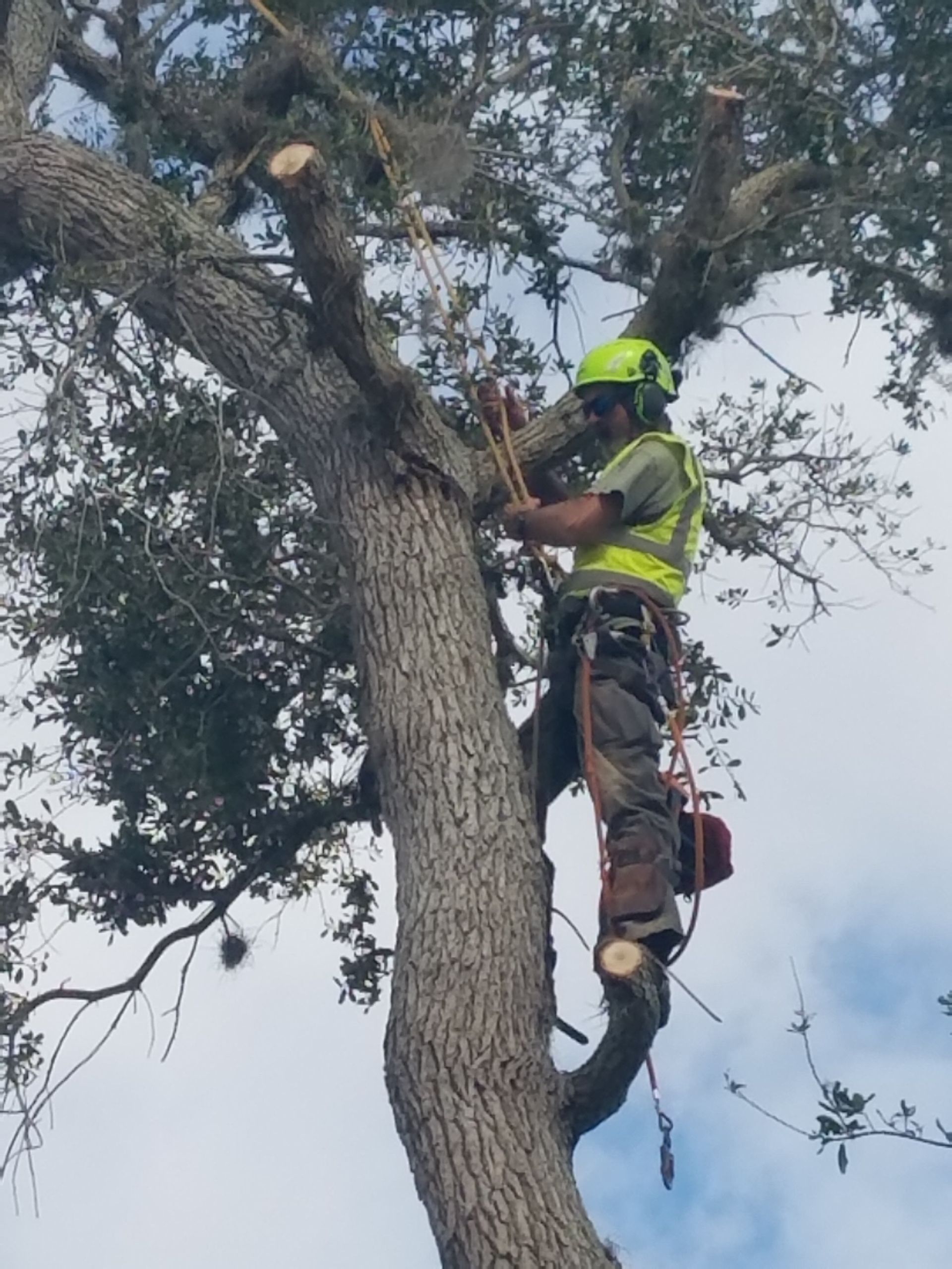 A man is climbing up a tree with a chainsaw.