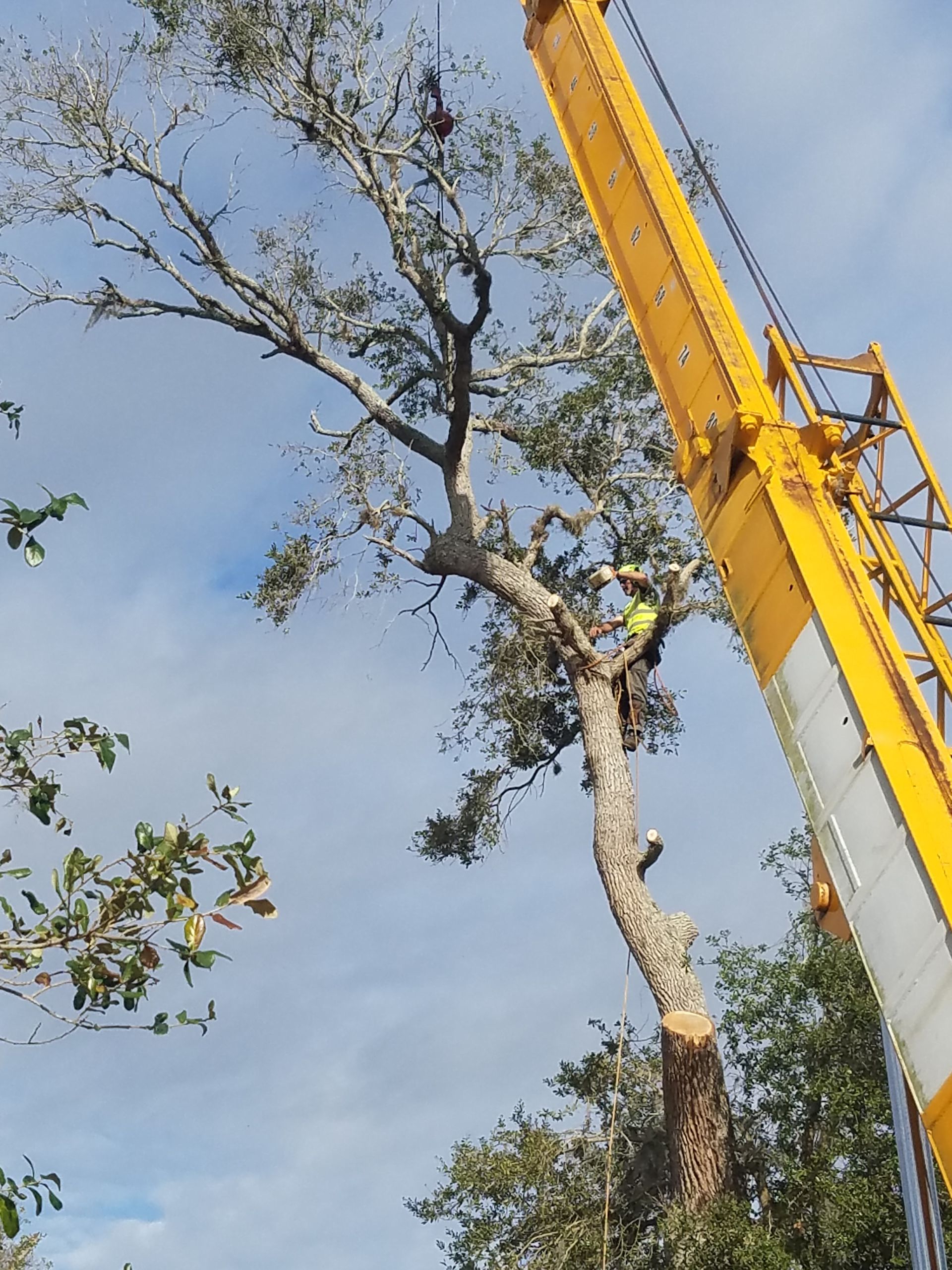 A yellow crane is lifting a tree in the air