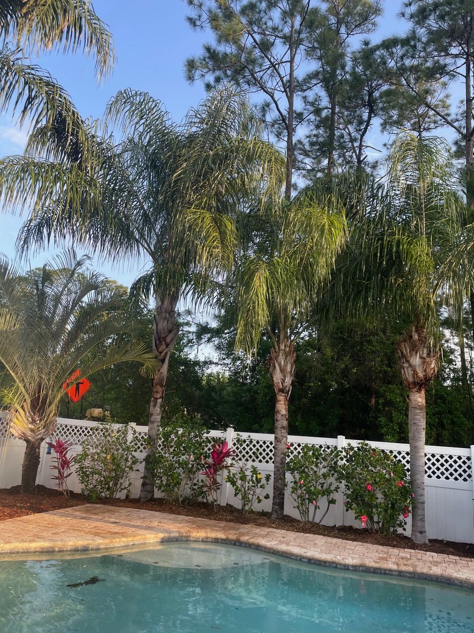 A swimming pool surrounded by palm trees and a white fence.