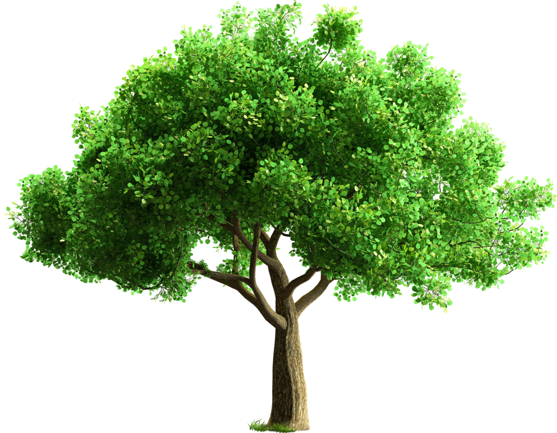A tree with lots of green leaves on a white background.