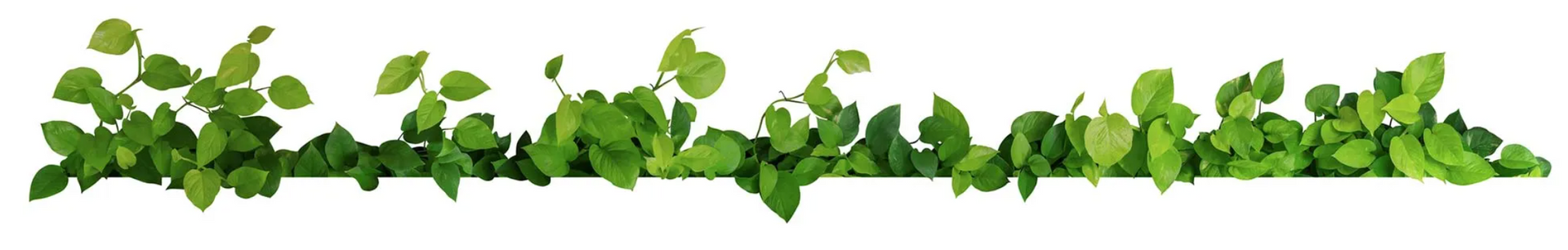 plantas