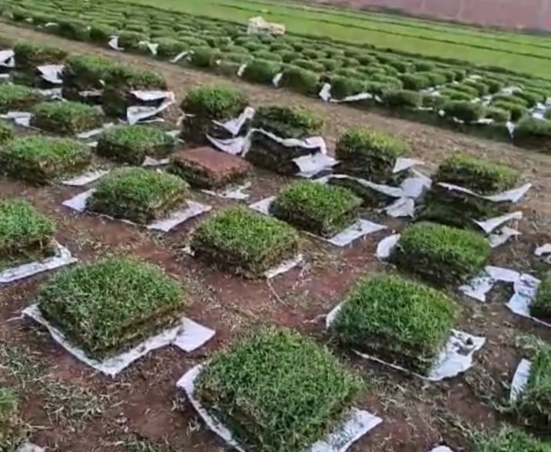 plantas
