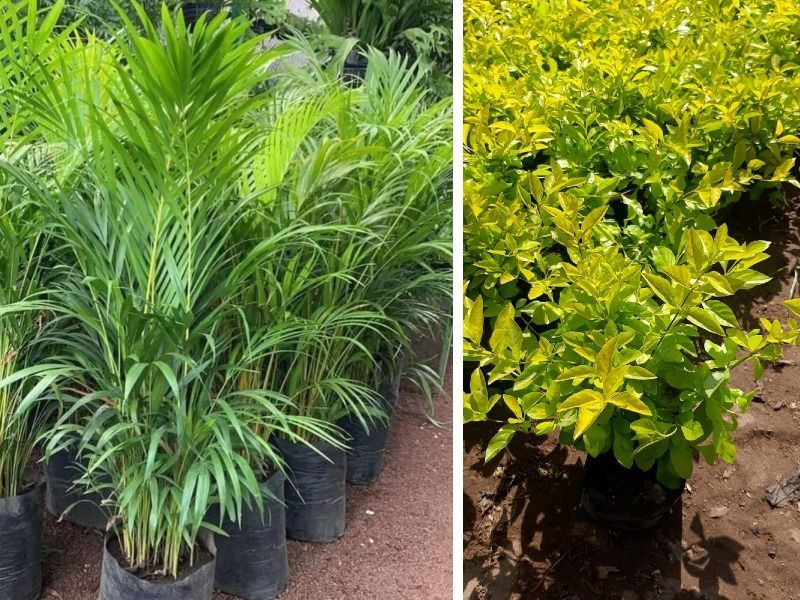 plantas