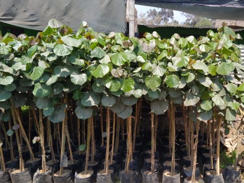 plantas