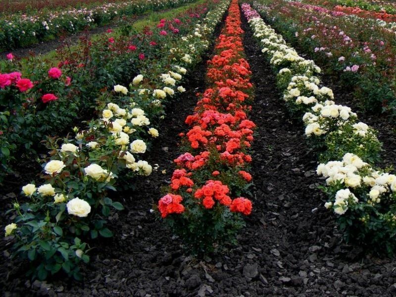 plantas