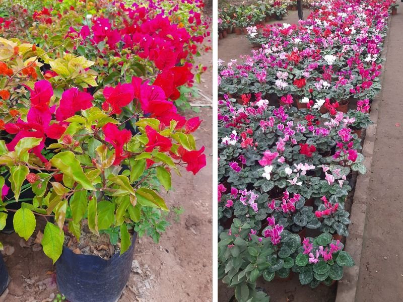 Plantas