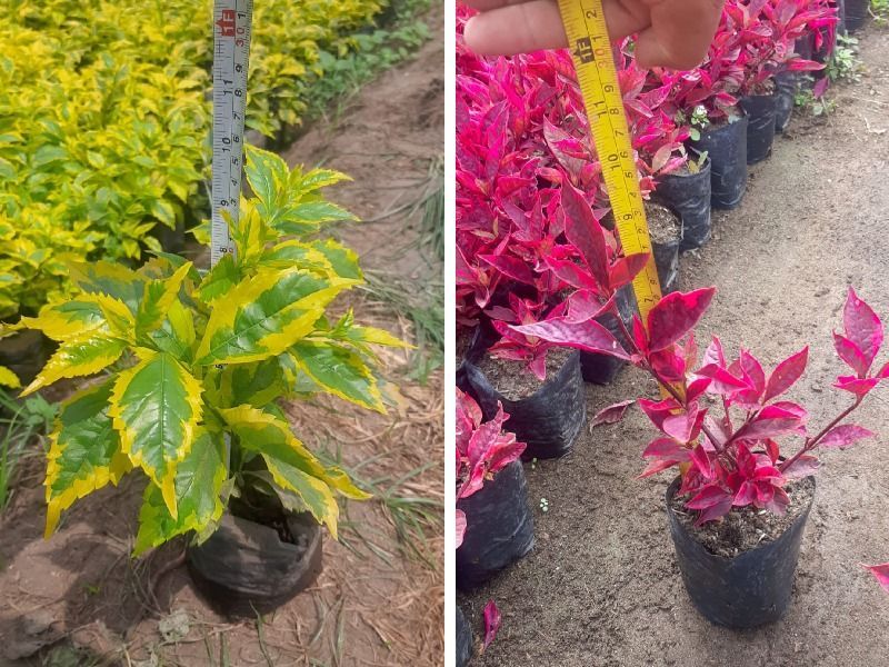Plantas